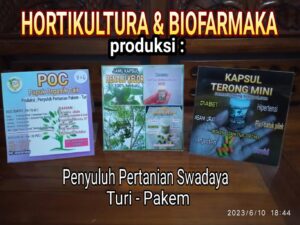 Terong Mini Yang Diinovasi Menjadi Kapsul